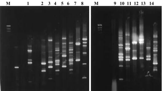 Figure 5  -  Trichoderma isolates RAPD profiles obtained with OPX3 primer. Positions 1-8,  corresponding to isolates 3086, 3270, 3302, 3601, 3603, 3604, T11 e T14, respectively and  positions 9-14, corresponding to isolates Tm, Tpet, 2455, 2596, 2745, 2820