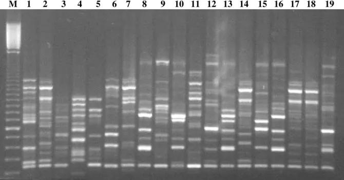 Figure 1 - Random amplified polymorphic DNA from 19 Passiflora spp. accessions using primer OPB-18.