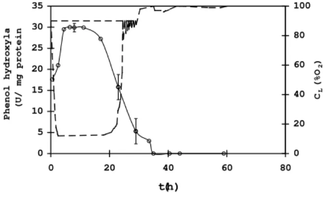 Figure 5 - Courses of the minimum dissolved oxygen  concentration achieved after a phenol  addition  (--- C L ) and the activity of phenol  hydroxylase ( ○ ) in the nutrient limited  medium 