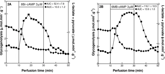 Figure 2 - Effect of 3 µM 8-Br-adenosine 3’-5’ cyclic monophosphate, i.e., 8-Br-cAMP (A) and 3 µM N 6 -monobutyryladenosine 3’-5’ cyclic monophosphate, i.e., 6-MB-cAMP (B) on glycogenolysis (squares) and glycolysis (diamonds)