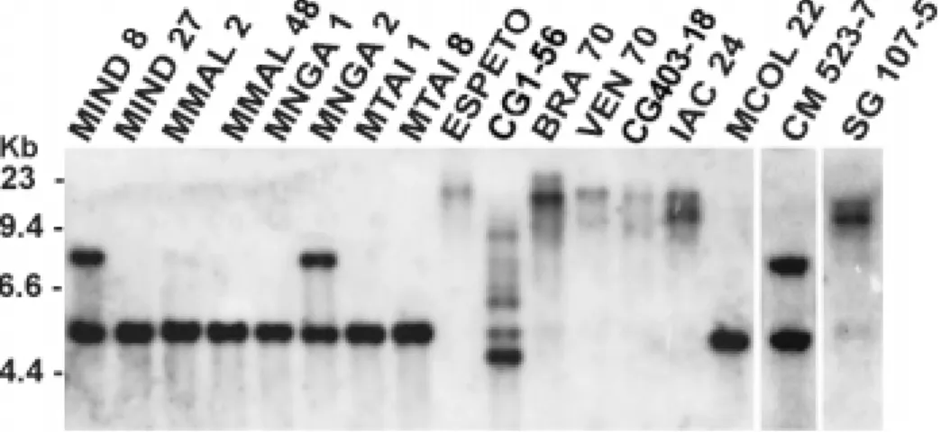 Figure 2 - Southern blots of DNA of different cassava cultivars (Table 1) double digested with EcoRI/BamHI, and probed with MEPX1