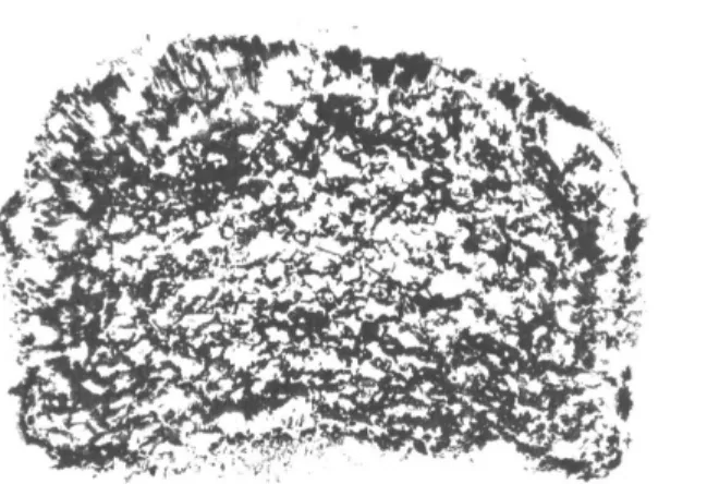 Figure 8 - Impression of the crumb prepared with the  final starch mixture  