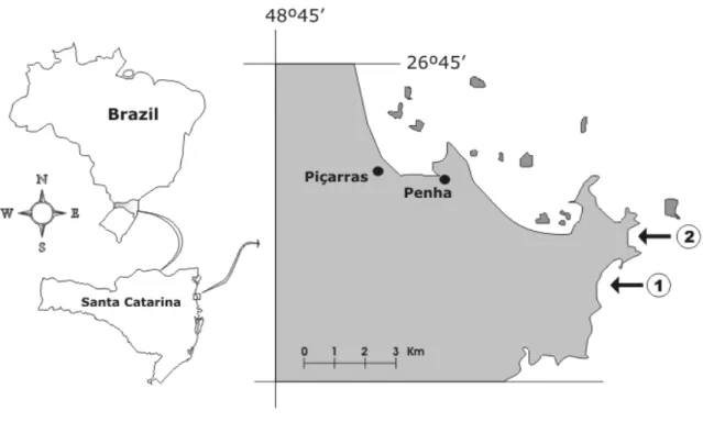 Figure 1 - Location of sampled tide pools, Santa Catarina, Brazil. 1 - Praia Vermelha (PV); 2 - São Roque (SR) 