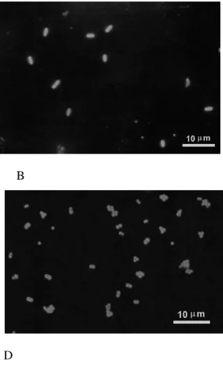 Figura 1 - Photomicrography of bacterial adherence on different surfaces by epifluorescence  microscopy, after growth in TSB at 30ºC
