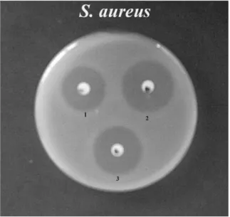 Figure 2 - Inhibition halos in agar plates impregnated with E. coli - ATCC 8739