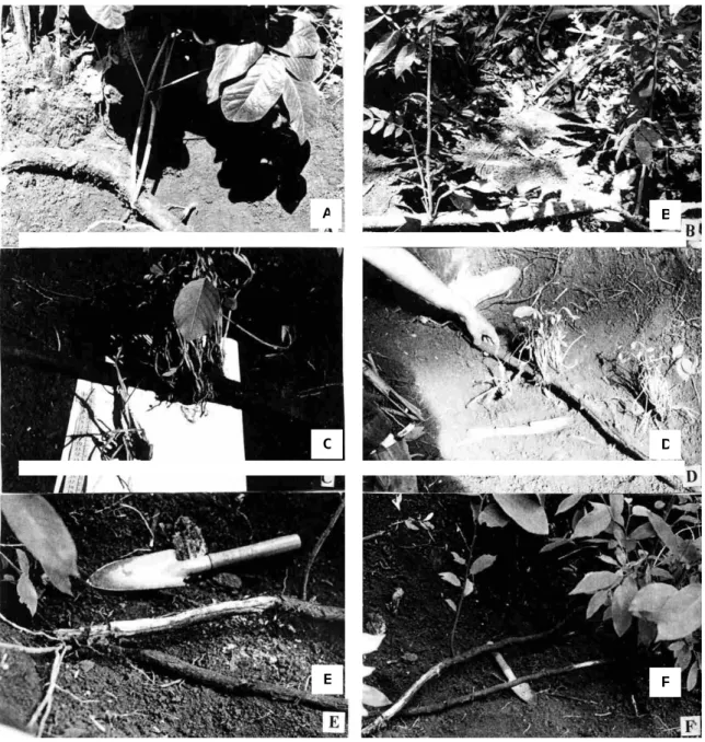 Figure 1 - A) Centrolobium tomentosum Guill. ex. Benth. root shoot - necrosis of underground  tissues and the development of secondary roots; B) Inga laurina (Sw.) Willd