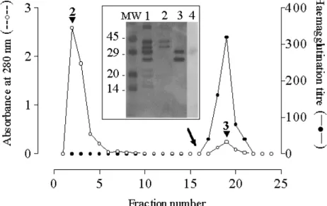 Fig. 2 (corresponding to lane 2 in the insert) did not bind to D-galactose and no agglutination activity was observed.