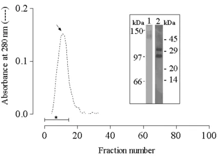 Figure 4 - Size exclusion gel filtration chromatogram of ScLL. In order to estimate the molecular weight of the lectin, a sample (2 mg) of the purified protein was applied to a Sephadex G-100 column, previously equilibrated with TBS, and eluted with TBS