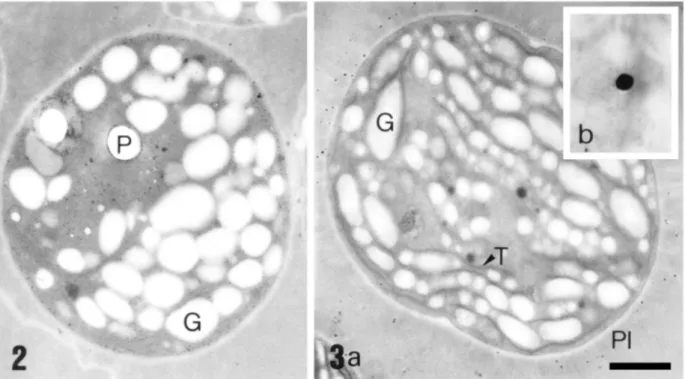Figure 2 - Transmission electron micrograph of Synechocystis aquatilis NPBS-3 cells in control  growth conditions