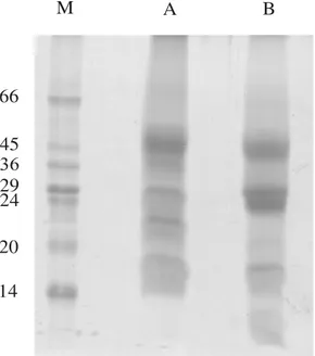 Figure 2 - Denaturing SDS-PAGE of fraction F/0-90 obtained from secretion of S. glaziovii colleters
