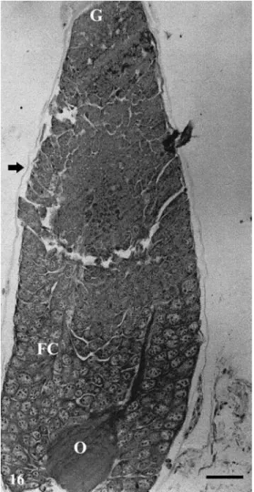 Figure 16 - Longitudinal sections of ovarioles of Podisus nigrispinus fed on Tenebrio molitor larvae showing the presence of oocytes few developed (O)