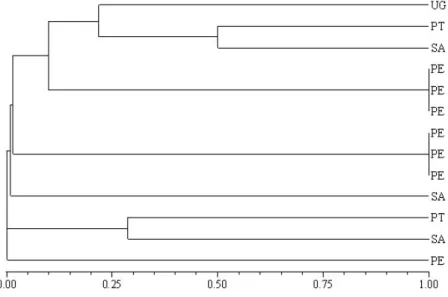 Figure 5 - Dendrogram obtained with Jaccard Similarity Coefficient and UPGMA method for  Steindachneridion  scripta  individuals  collected  in  upper  Uruguay  River  basin