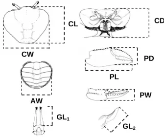 Figure 1 - U. cordatus (Linnaeus, 1763). Measurements used to analyze relative growth (CW =  carapace width; CL = carapace length; CD = carapace depth; PL = chelar propodus  length; PD = propodus depth; PW = propodus width; AW = width at fifth abdominal  s