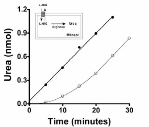 Figure  4  -  Time  course  of  L-arginine  transport.  Samples  of  N.  neglecta  liver  mitochondrial  fraction  (-ο-ο-)  and  extracts  (-•-•-)  were  incubated  in  compartmentalization  buffer  without  EDTA,  pH  7.4,  containing  L-arginine  100mmol