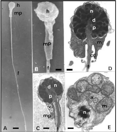 Figure  1  -  Ultrastructural  aspects  of  B.  cephalus  spermatozoa.  Head  (h),  midpiece  (mp),  flagellum  (f),  nucleus  (n),  proximal  centriole  (p),  basal  body  (d),  mitochondria  (m),  vesicle  (v),  cytoplasmatic  canal  (cc),  axoneme  (a) 