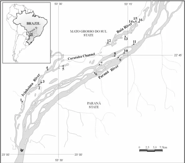 Figure 2 - Upper Paraná river floodplain with the studied  lagoons:  1-Peroba,  2-Boca  do  Ipoitã,        3-Patos, 4-Finado Raimundo, 5-Sumida, 6-Pombas, 7-Manezinho, 8-Bilé, 9-Leopoldo,  10-Pau-Véio, 11-Garças, 12-Guaraná, 13-Porcos, 14-Maria Luiza, 15-G