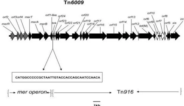 Figura 5  –  Transposão Tn6009, contendo o operão mer e Tn916 (Soge et al., 2008) 