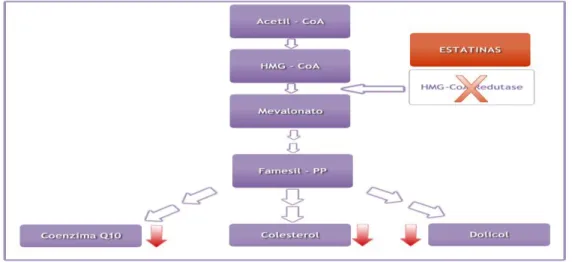 Figura 5 – Ação das estatinas no ciclo do mevalonato adaptado de Mas &amp; Mori, 2010