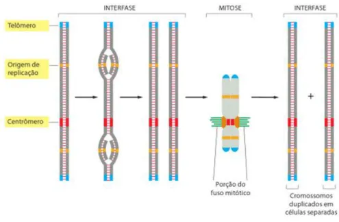Figura 7- Sequências de DNA de um cromossoma eucariótico funcional.  Essas sequências  incluem o centrómero, a origem de replicação e o telómero (Figura extraída de Alberts et al., 2010)