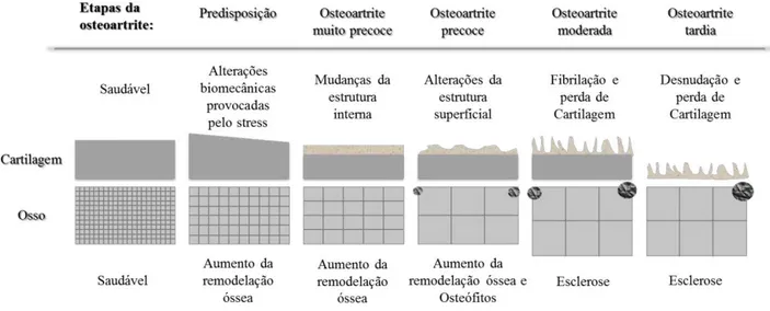 Figura 3 - Ilustração das alterações da cartilagem durante a progressão da osteoartrite (adaptado de Qvist  et al