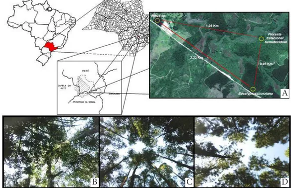 Figure 1 – Location of Ipanema National Forest and distribution of sampling units (1a), crown canopy over the rain gauges, in semide- semide-ciduous forest (1b), in the Eucalyptus cloeziana stand (1c) and in the Pinus sp