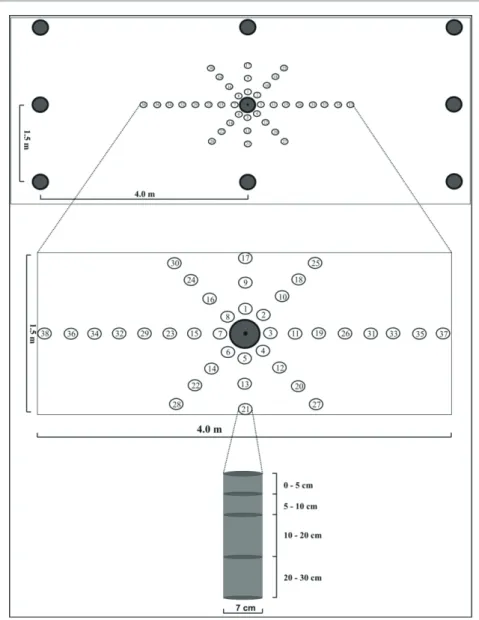 FIGURE 2   Distribution of fine roots sample points.