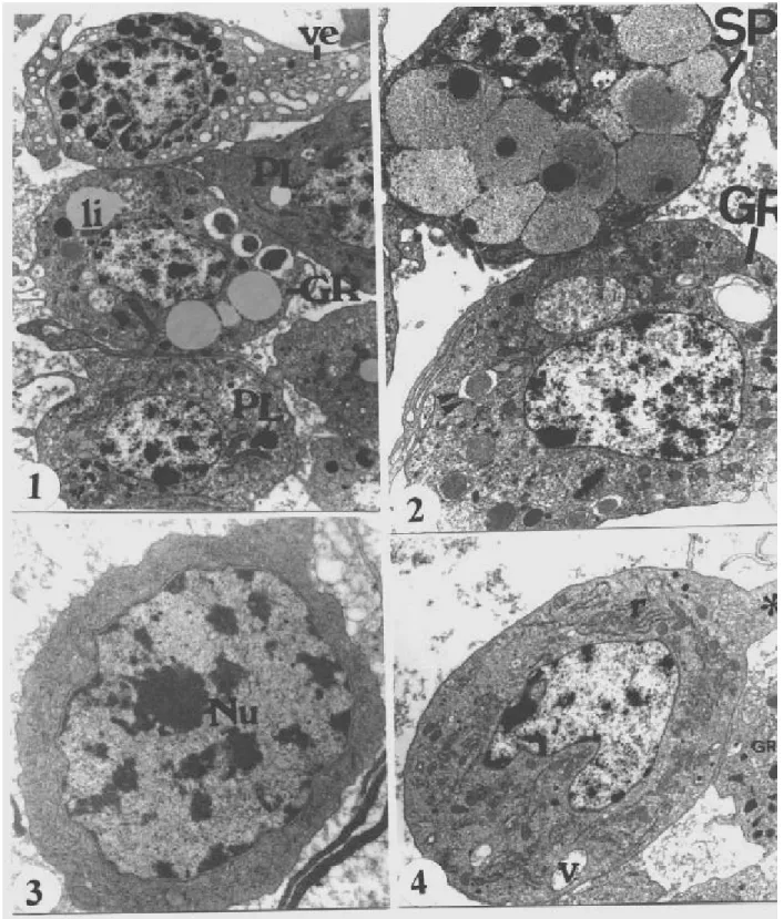 Figure 1 - General aspect of hemocytes from 23 day-old larvae, plasmatocytes (PL), vermicytes (VE), granulocytes (GR), li (lipids drop)