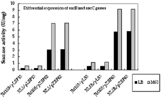 Figure 1 - Expression of sacB and sacC genes in E. coli.  