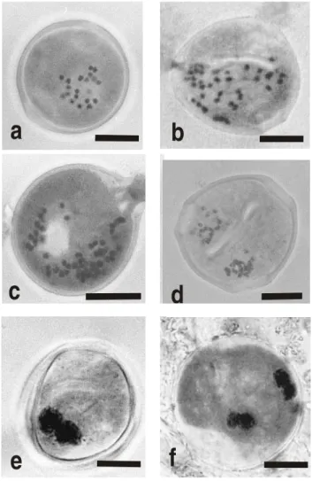 Figure 4 - Evidences for spontaneous chromosome doubling. a, b and c: metaphasic pollen  grains
