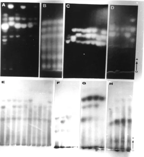 Figure 1 - Esterase polymorphism of the Manihot esculenta  cultivars  detected  with                           4-methylumbelliferyl acetate (A: samples 1-5 correspond to cultivars 