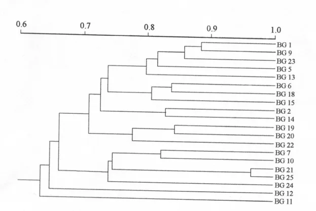Figure 2 - Dendrogram representating the relationship between the twenty Manihot esculenta  cultivars (BG 1: Fibra, BG 2: Branca de Santa Catarina, BG 5: Fécula Branca, BG 6: 
