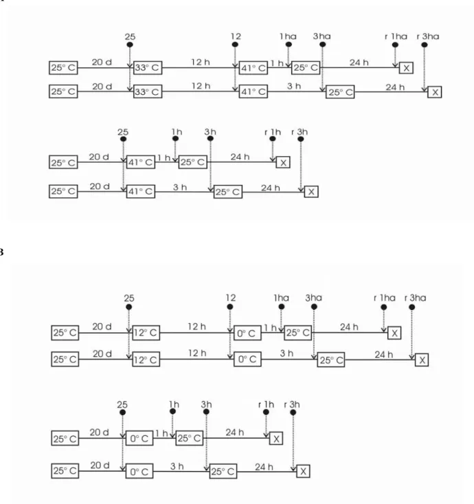 Figure 1- Experimental design of the heat shock  (A) and cold shock assays (B). Dashed lines show  time for samplings: 25 = control prior temperature shifts; 12 = after 12 hours acclimation  period at 12°C or 33°C; 1h/3h =  after 1h/3h hours at 0 °C or 41°