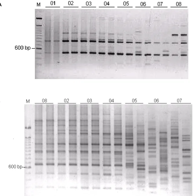 Figure 1 - Variation in P. agglomerans RAPD profile using primers (A) OPX-09 (B) OPE-19