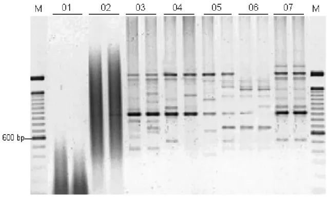 Figure 2 - Variation in B. pumilus RAPD profile using primers (A) OPX-09 and OPE-19. 
