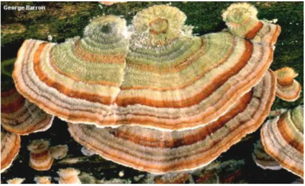 Figure 1.6 –  Illustration  of  the  Ganoderma  applanatum  (retrieved  from  www.mushroomexpert.com ).