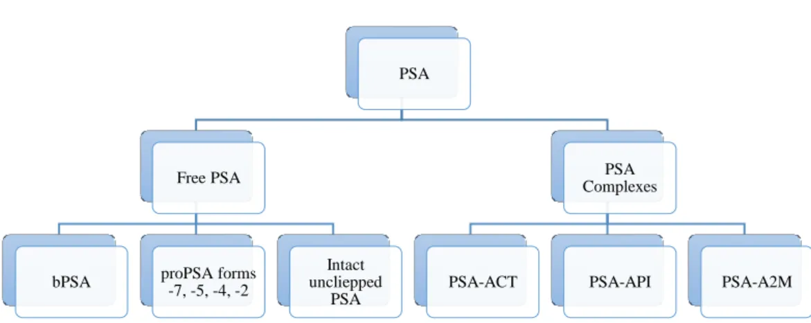 Figure 1.5. Different fPSA percursor forms (bPSA, proPSA and intact unclipped PSA) and PSA  complexes (PSA-ACT, PSA-API and PSA-A2M) (5)