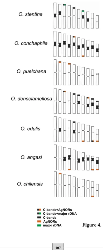 Figure 4. Ideograms based on relative length, centromeric index values for O. stentina, O.
