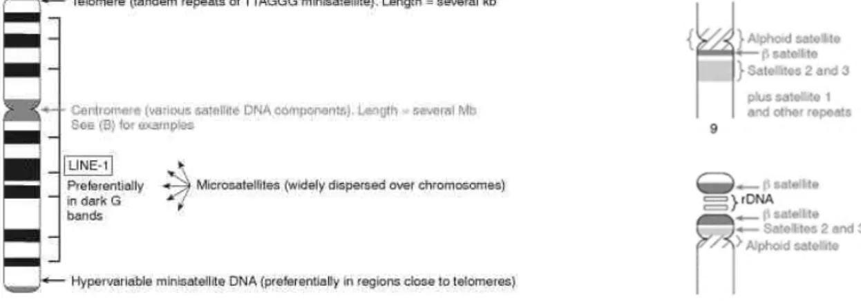Figure  I.3. Chromosome  localization  of  the  several  repetitive  DNAs. LINEs, Long  Interspersed  Elements;  rDNA, ribosomal DNA (Tyler-Smith and Willard, 1993).