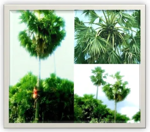 Figura 4: Palmeira de Vinho ( Borassus flabellifer)