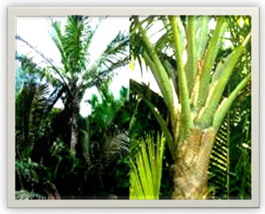 Figura 6: Palmeira Leque (Metroxylon Sp) 