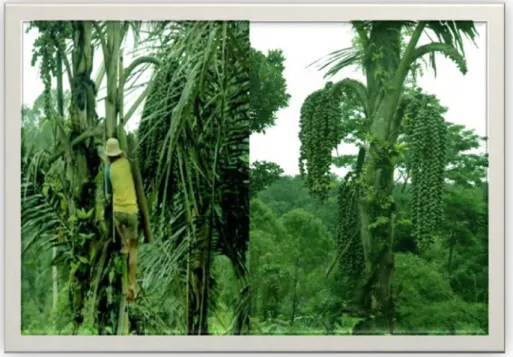 Figura 7: Palmeira de Açúcar (Arenga Pinnata)[2] 