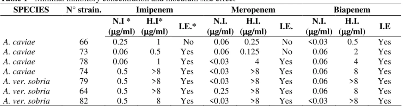 Table 1 shows MIC for IMP, MER and BIA of the  strains studied.  All the strains were susceptible to  IMP:  CIM 90   =  0.5  µg/ml,  MER:  CIM 90   =  0.125  µg/ml,  and  BIA:  CIM 90   =  0.125  µg/ml