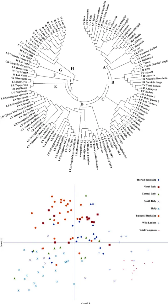 Fig. 2 UPGMA dendrogram based on SSR analysis of 42 unique landrace genotypes ( LR ), 57 cultivars ( CV ), and 19 wild individuals ( W )