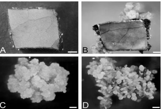 Figure 1 - Steps of the strategy used for transfering the bar gene to  C.  canephora.  A- Leaf explant  used  for  somatic  embryogenesis  induction  on  DE  medium  with  5 µ M  2-iP;  B-  Leaf  explant  with  embryogenic  coffee  callusing  on  DE  mediu