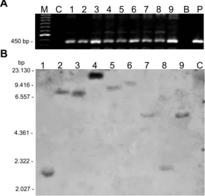 Figure  3  -  Molecular  analysis  of  transgenic  C.  canephora  plants.  A-  PCR  analysis  of  9  transgenic  plants  (1-9)  and  of  a  non-transformed  control  plant  (C)