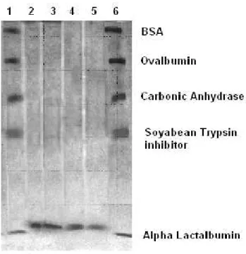 Figure 5 - SDS-PAGE analysis. Lane 1, 6: Standard Protein Marker: From top: Bovine serum albumin- albumin-67kDa; Ovalbumin-43kDa; Carbonic anhydrase- 30kDa; Soyabean trypsin inhibitor- 20.1kDa; 