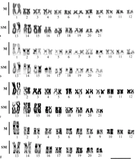 Figure  2  -  Giemsa  stained  (a,c)  and  C-banded  (b,d)  karyotypes  of Hoplias  malabaricus  from  the  eastern  and western populations, respectively