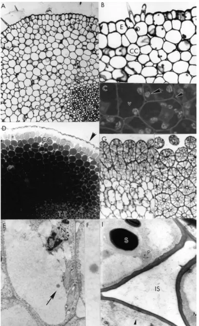 Figure  1  -  Stigma  and  style  characteristics  in  Passiflora  edulis  f.  flavicarpa:  A)  Semi-thin  transverse- transverse-section of the solid style comprising an epidermis layer containing a trichome, 12-15 layers of  cortical  cells  separated  f