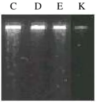 Fig.  2).  Ice  stored  individuals  for  a  long  time  presented  less  degraded  DNA  by  adding   β-mercaptoethanol – protocol E (lane E: Fig
