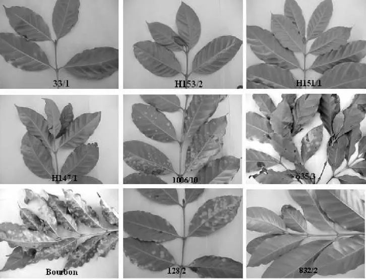 Figure  1  -  CIFC’s  coffee  trees  with  several  resistance  genes  S H   on  field  conditions  at  IAPAR  (Londrina, Paraná State, Brazil)